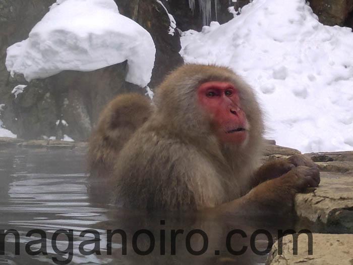 志賀高原-山ノ内町-event-サルが温泉に入る地獄谷野猿公苑に行ってきました。