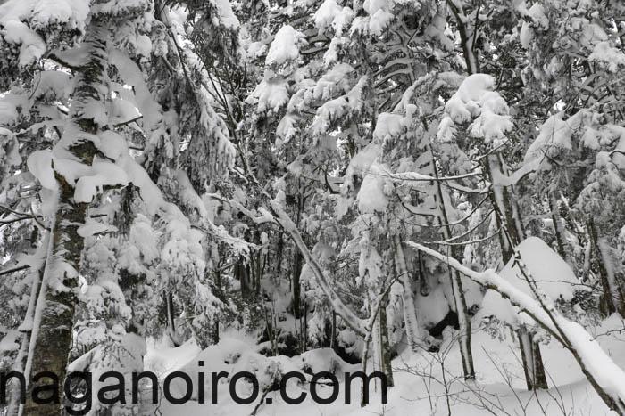 志賀高原-山ノ内町, スノーシュー-trekking-志賀高原で雪山散策　スノーシューハイクは楽しい！