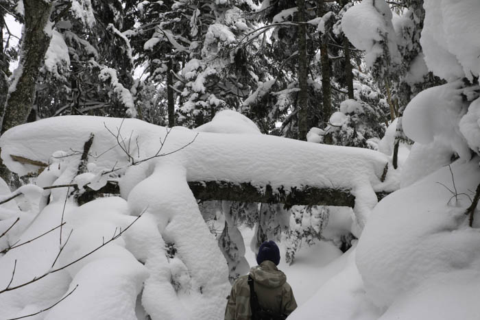 志賀高原-山ノ内町, スノーシュー-trekking-志賀高原で雪山散策　スノーシューハイクは楽しい！