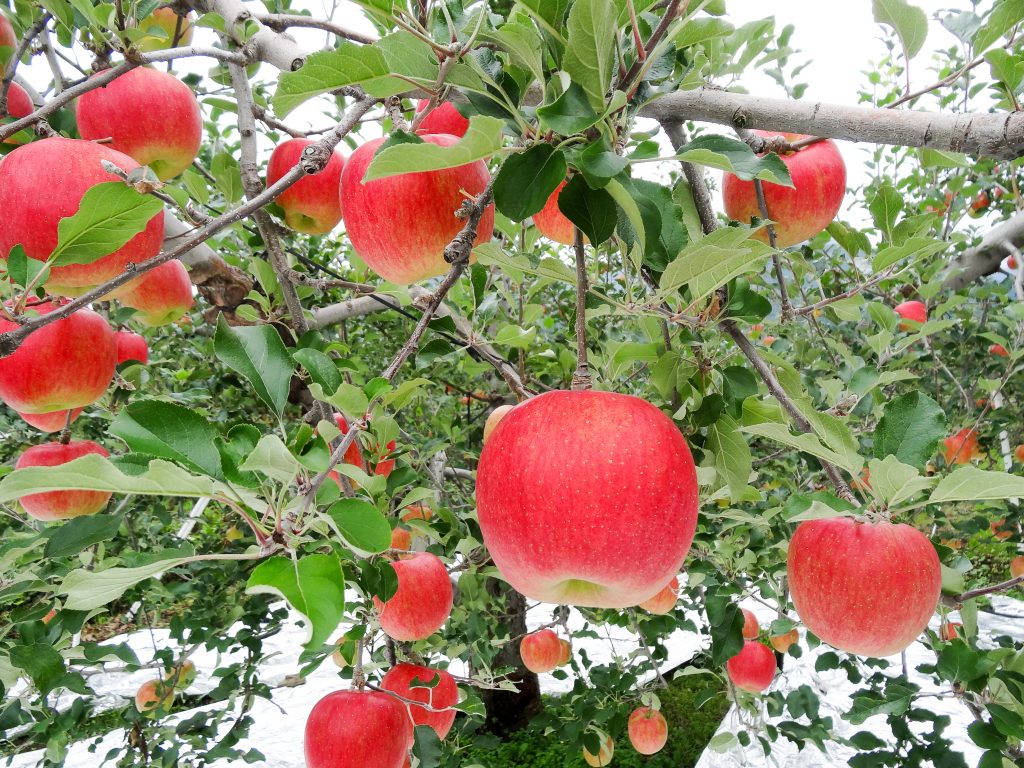 20150927-DSC01781-1-1024x768_りんご販売のきっかけ