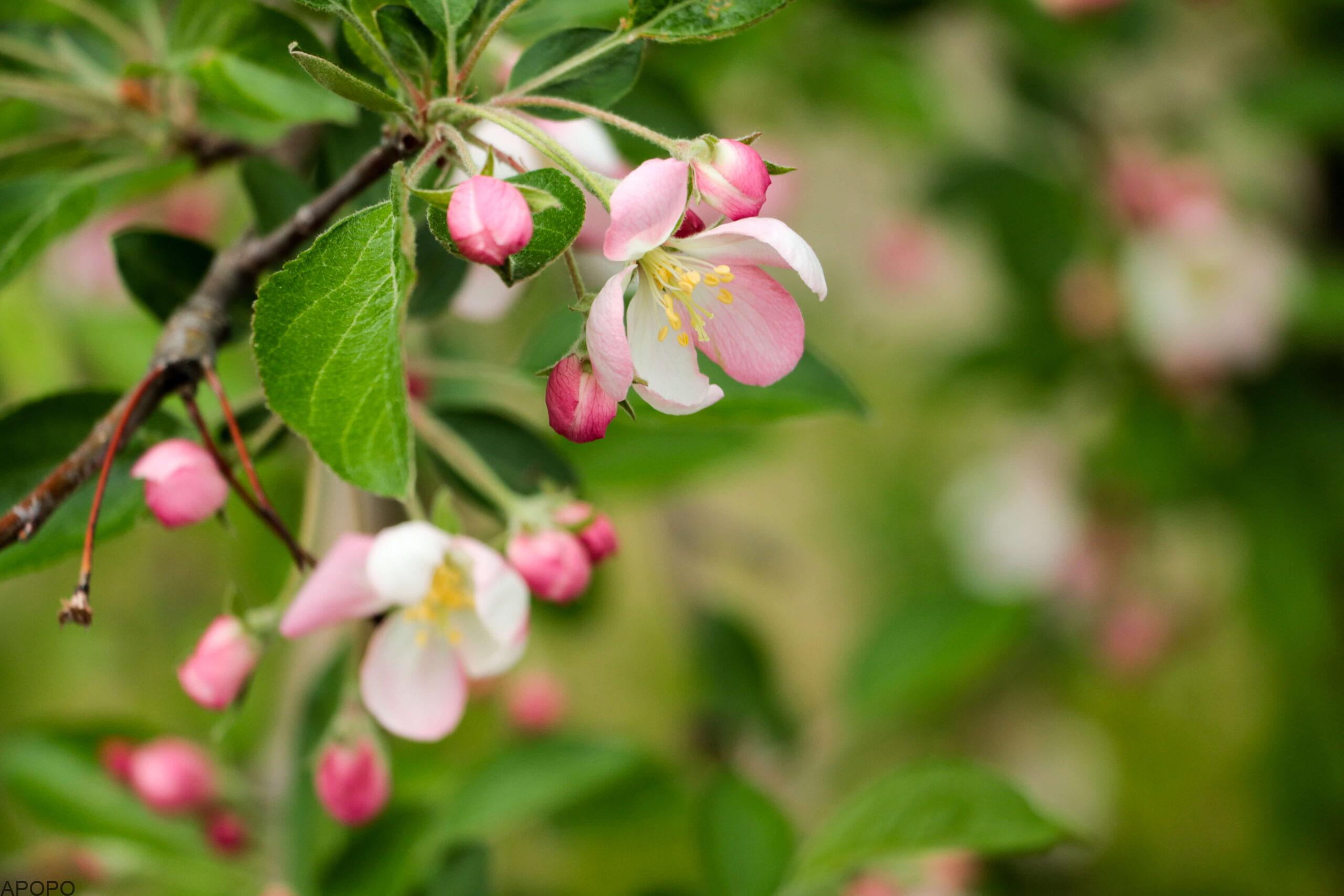 20170512-IMG_0837-scaled_フォトギャラリー
