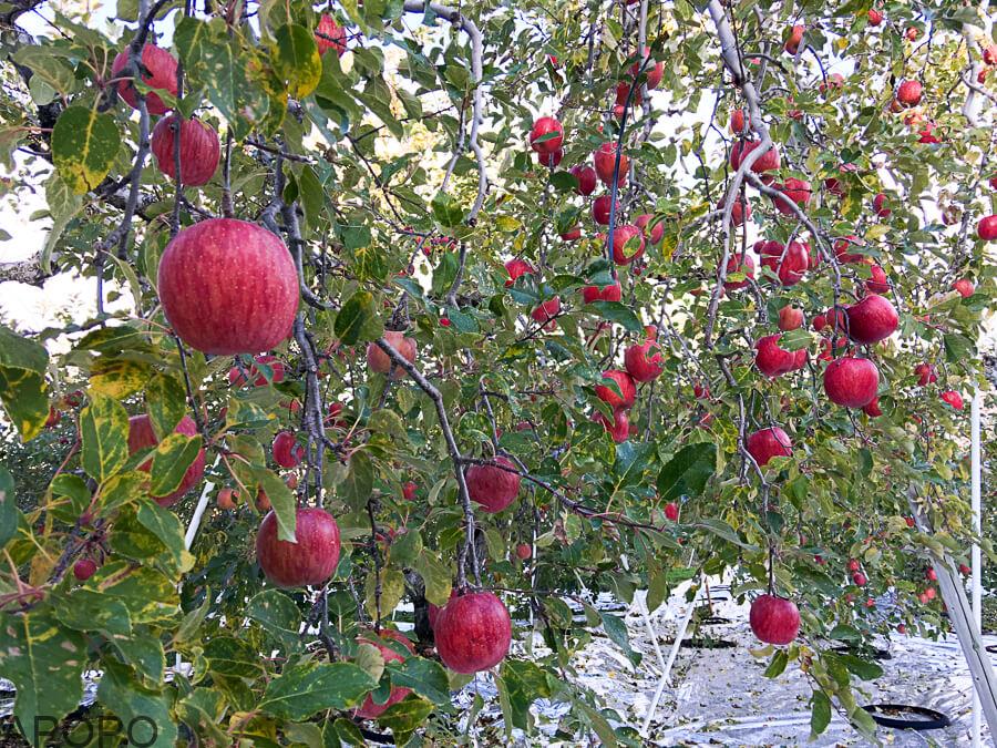 j_171115-37_フォトギャラリー