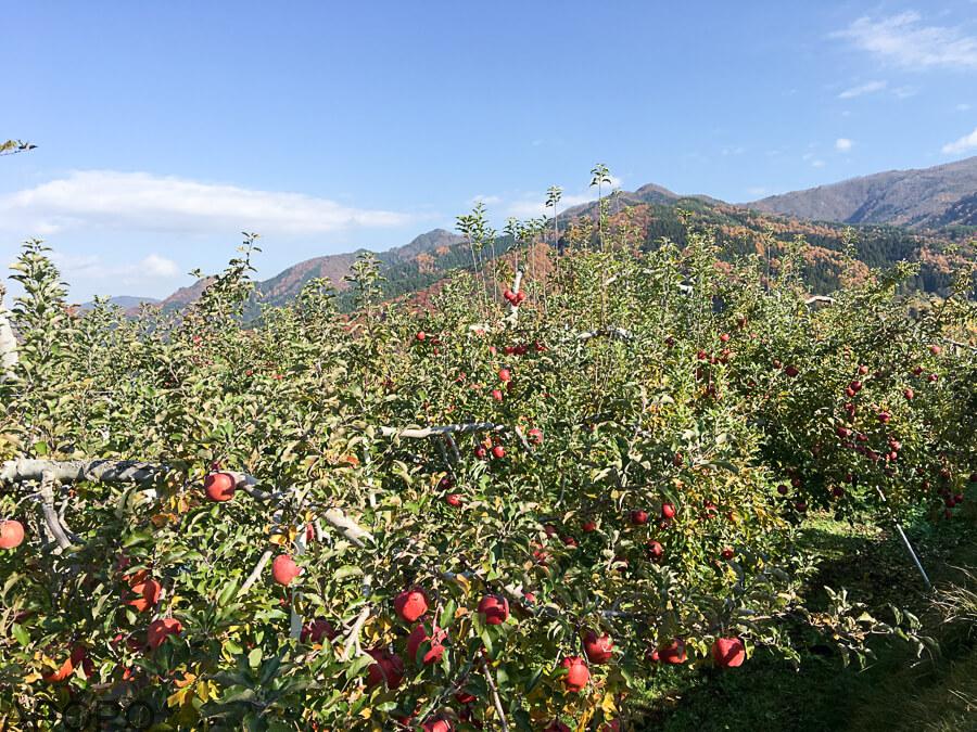 j_171115-42_フォトギャラリー