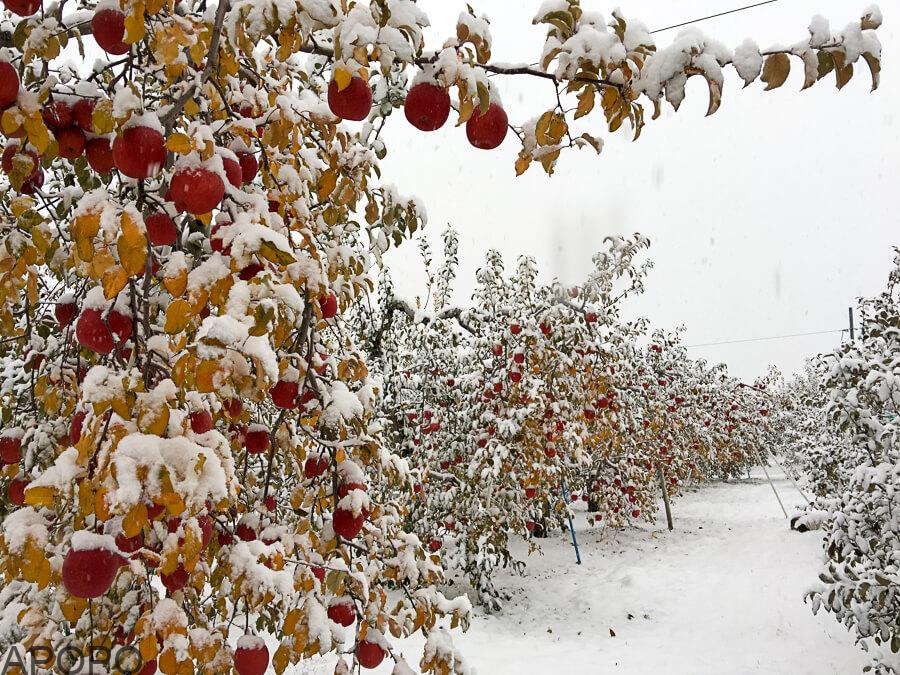 j_IMG_3975-180_フォトギャラリー