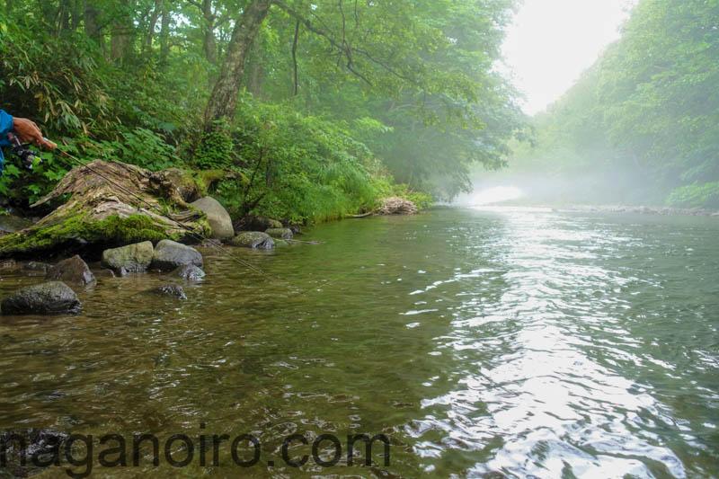 原種イワナの棲む渓へ 雑魚川渓流釣り ゆるりながの
